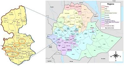 Prevalence of Hepatitis C Virus and HIV Infection Among Pregnant Women Attending Antenatal Care Clinic in Western Ethiopia